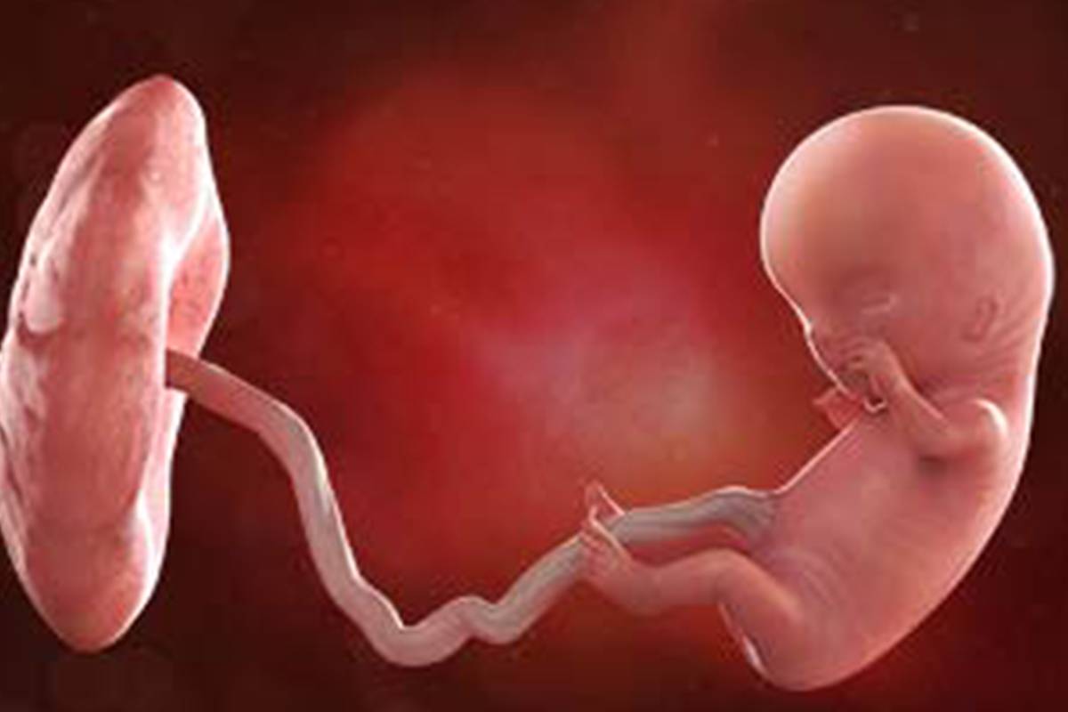 semana 11 del embarazo semana a semana de mimuselina tamaño feto como una lima