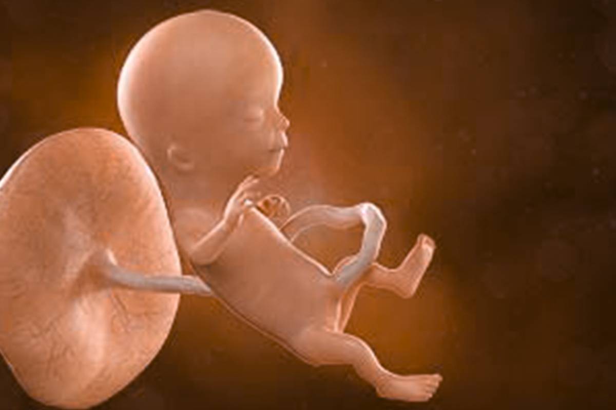 Semana 13 de embarazo tamaño y evolución del feto, como un melocotón