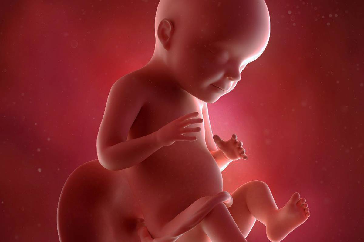 Emociónate jugo Celda de poder semana 28 de embarazo tamaño del feto comparado con fruta mimuselina