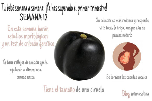 semana 12 embarazo semana a semana tamaño frutas feto como una ciruela