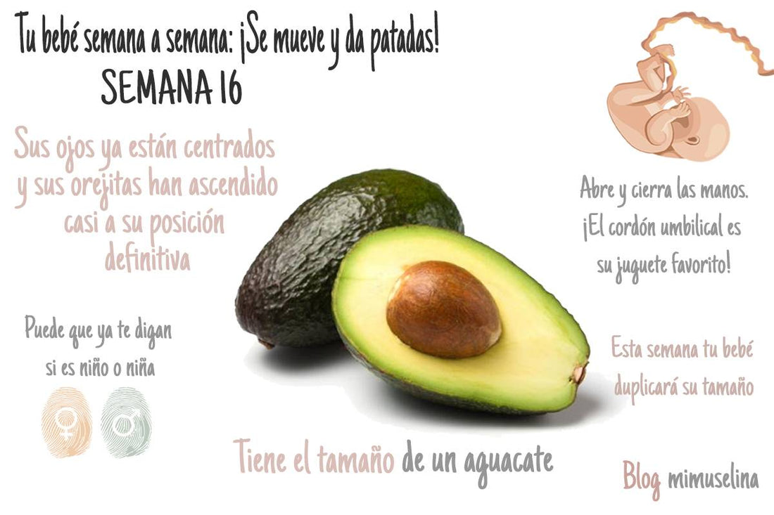 Semana 16 De Embarazo Mimuselina Semana A Semana Aguacate Feto Mimuselina 