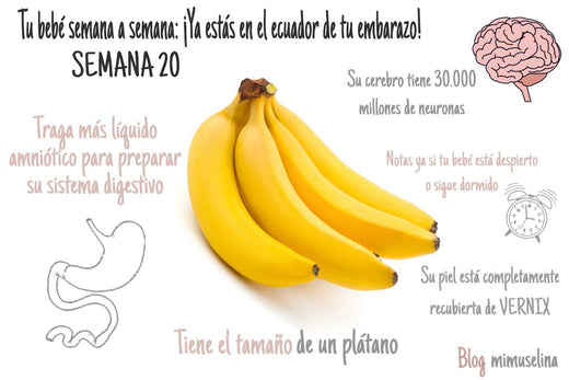 Semana 20 de embarazo blog mimuselina embarazo semana a semana