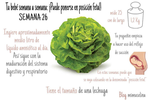 Semana 26 de embarazo feto como una lechuga mimuselina