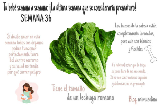 Semana 36 del embarazo bebé como lechuga romana blog mimuselina