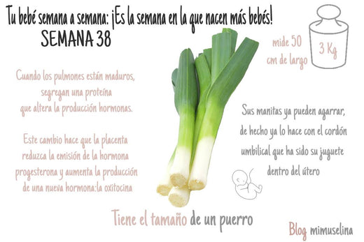 Semana 38 de embarazo blog mimuselina bebé como puerro