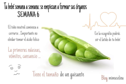 Semana a semana del embarazo, semana 6 evolución y desarrollo del feto comparado con frutas, tu bebé es un guisante