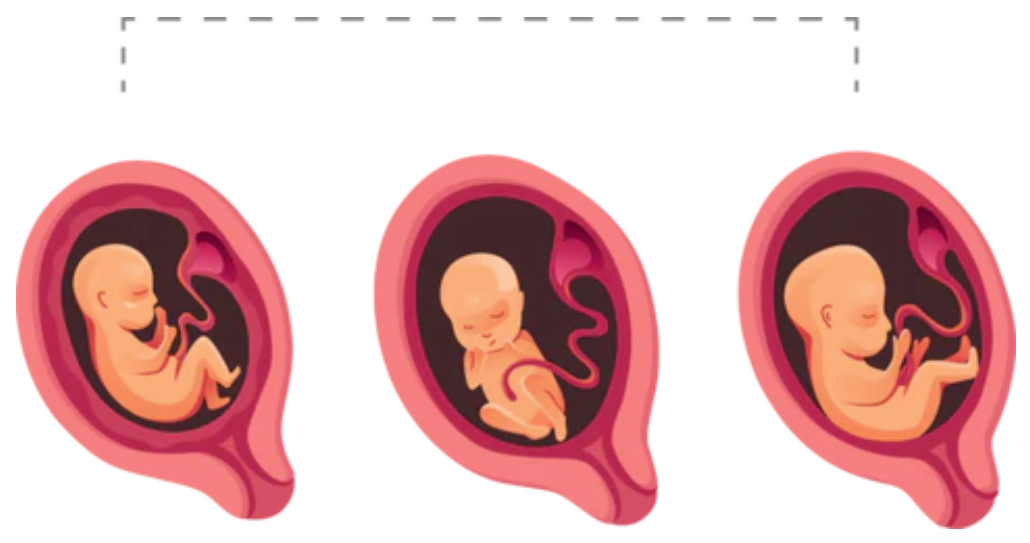 Ilustración del desarrollo del feto durante el segundo trimestre de embarazo en tres etapas distintas.