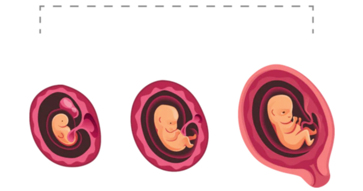 Ilustración del desarrollo del feto durante el primer trimestre de embarazo en tres etapas distintas.