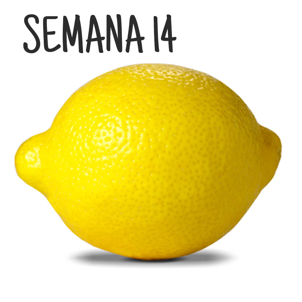 Ilustración de un limón, representando el tamaño del embrión en la semana 14 de embarazo.