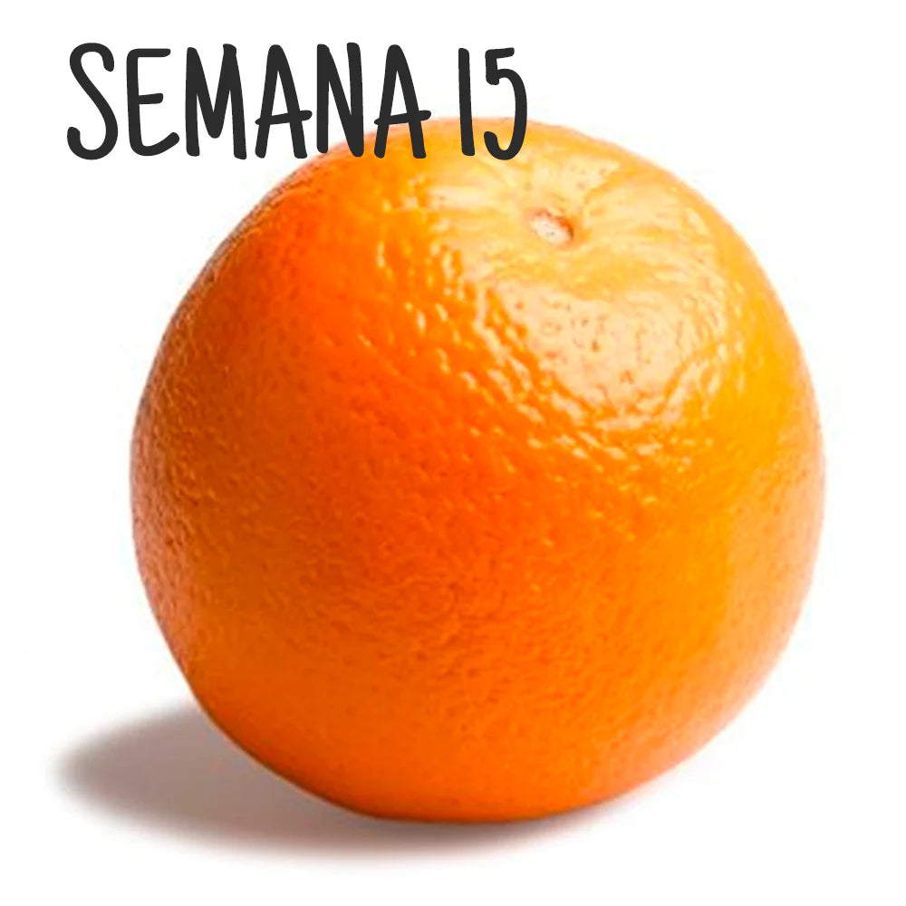 Ilustración de una naranja, representando el tamaño del embrión en la semana 15 de embarazo.