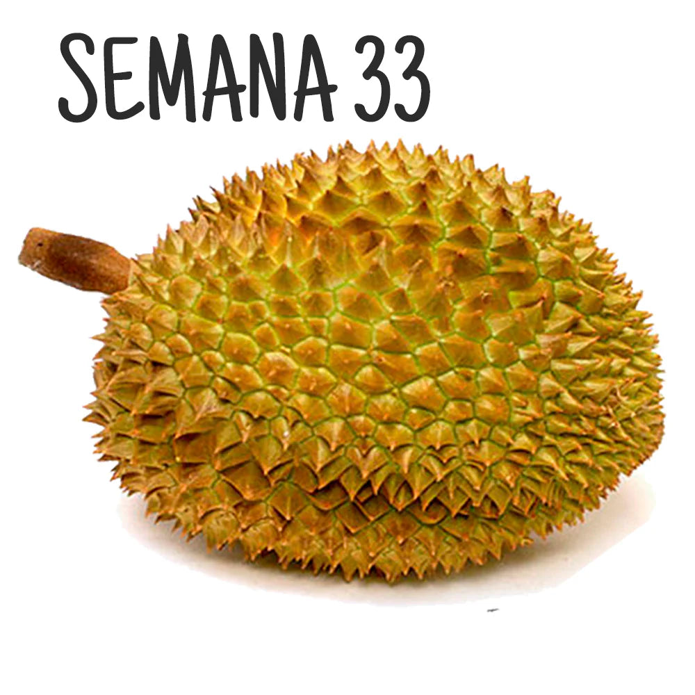 Ilustración de un durián, representando el tamaño del embrión en la semana 33 de embarazo.