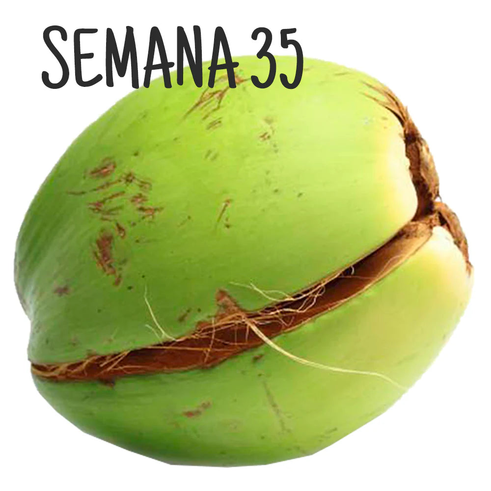 Ilustración de un coco verde, representando el tamaño del embrión en la semana 35 de embarazo.