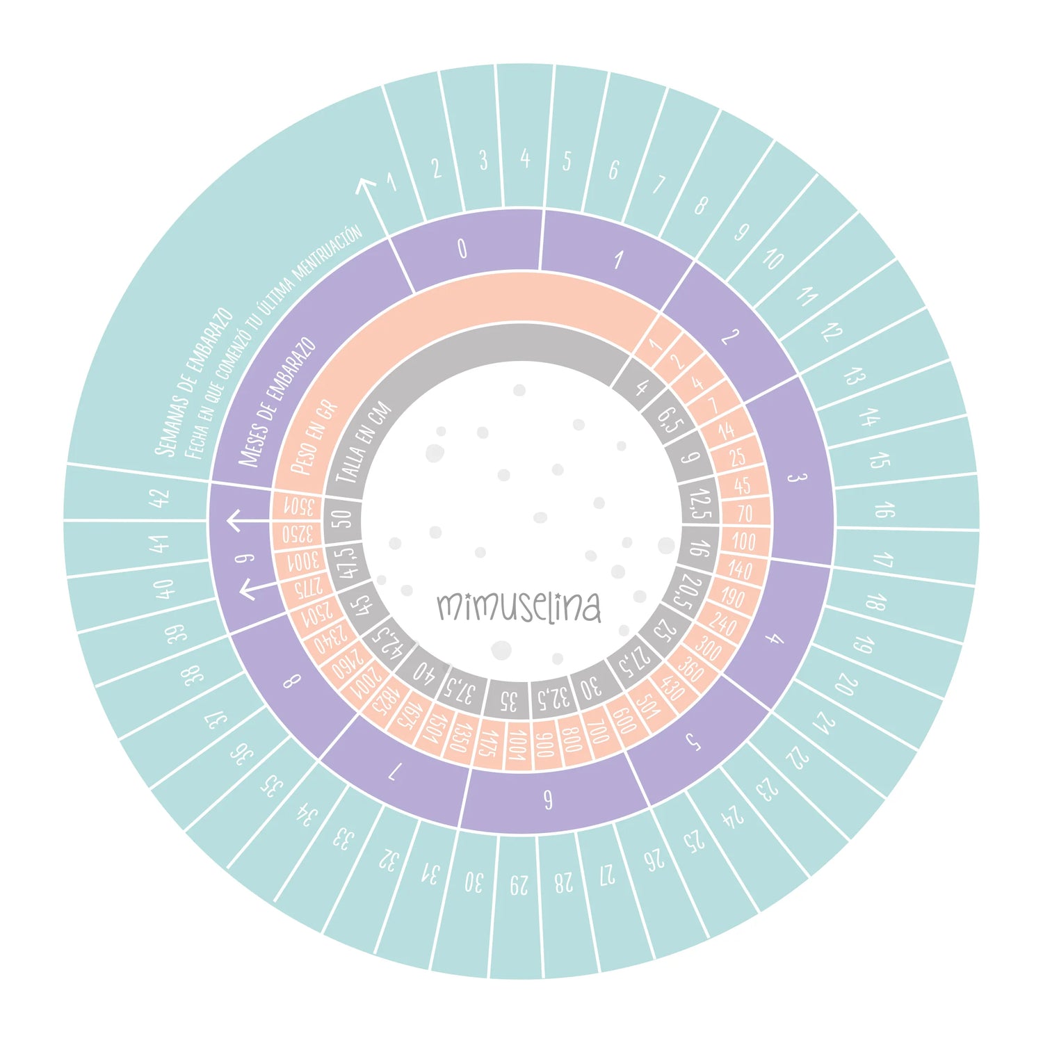 Infografía del gestograma de Mimuselina mostrando las semanas de embarazo